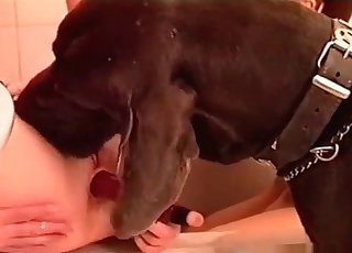 Dirty zoophile is drinking a hefty doggy cock