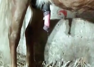 Hard pony weenie in her accurate cunt