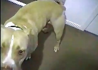 Sweet boxer is screwing so freaking fast