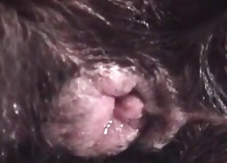 Sweet bestiality sex in the close-up shot