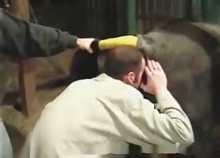 Asshole of a horse licked by a male