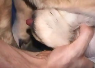 Touching big mutt balls in the apartment
