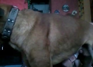 Slut giving mutt a BJ