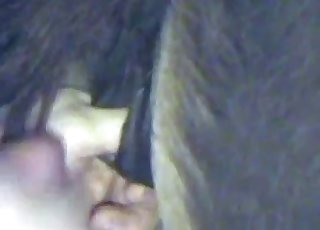 Close-ups of anal animal pleasing