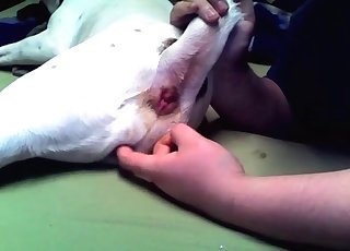 Doggy gets its asshole played with