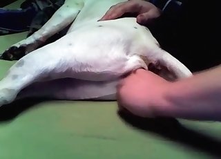 Doggy gets its asshole played with