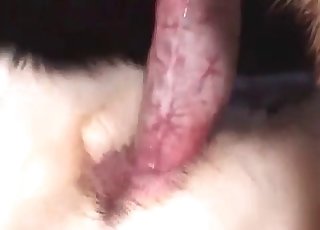 Animal-fucking action with a hard cock