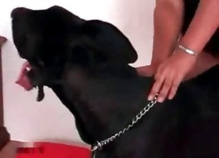 Marvelous Doberman fucking on cam