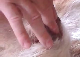 Red dildo used on a dog - Anal Zoofilia