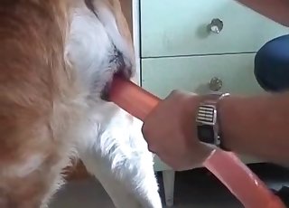 Red dildo used on a dog