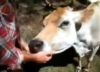 Man eat cow pussy Cow Videos Anal Zoofilia Most Popular Page 1