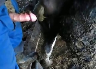 Cow gets owned by the proprietor