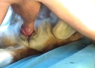 Stray fucked by a big cock