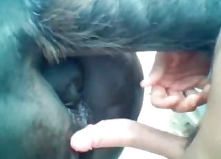 Perfect close-ups of zoo porn - Anal Zoofilia