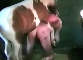 Muscled animal and obedient zoophile