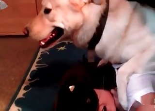 Passionate dog pounds my wife