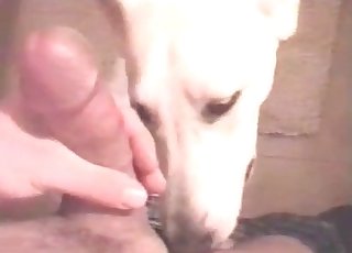 Passionate oral hook-up with a dog