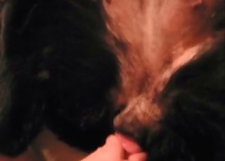Dog enjoys this hard boner