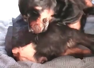 Black mutt gets a nice cumshot