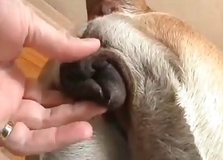 Anal fingering for a hot doggy