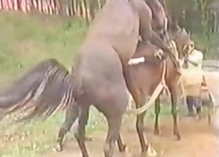 Sweet horse hookup at the farm