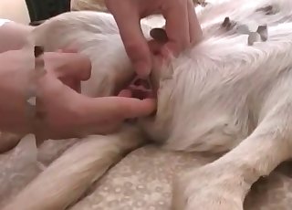 Prego dog sensually pounded