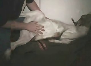 Fat guy screws his animal