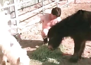 Wooly zoophile pummels with a pony