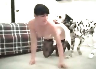 Slim Dalmatian enjoys a nice doggy sex