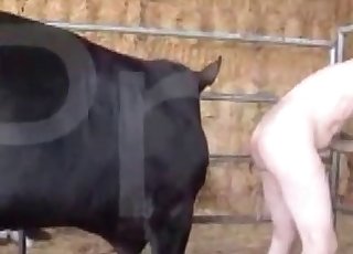 Black bull in the old farm