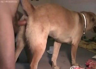 Retriever is enjoying bestial sex