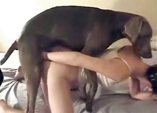 Sexy Doberman nicely pounds a great-looking zoofil