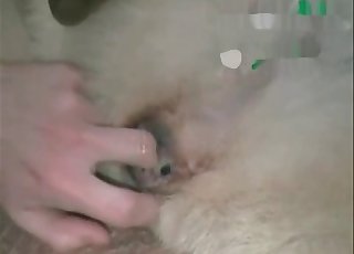 Super-steamy sheep is being fucked hard