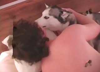 Diminutive dog's asshole is being fucked