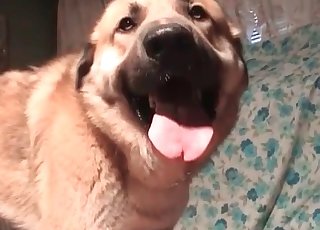 Filthy retriever is licking a cunt