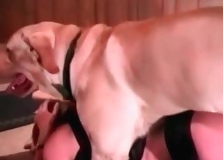 Awesome doggy is fucking her snatch