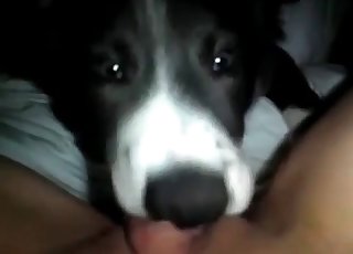 Dirty doggy is sucking in the Point of view