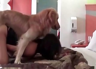 Dark-haired zoophile and retriever