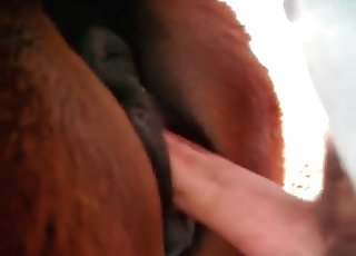 Anal invasion sex with a nice horse