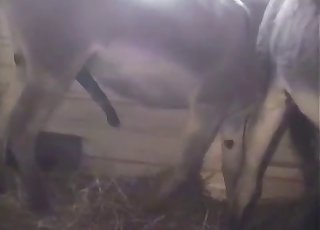 Watch that horse cock get bigger