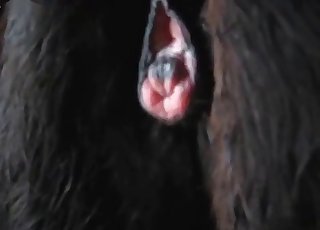 Dude punishing his animal's hole