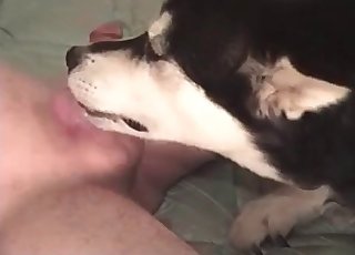 Amazing doggy licking his loaded hard boner