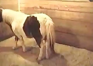 Sweet big ass pony in bestiality XXX