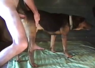 Trained shepherd prepared for nasty anal sex