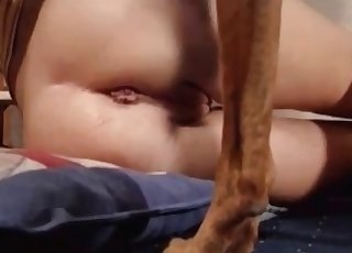 Barking hound fucked her tight wet crack