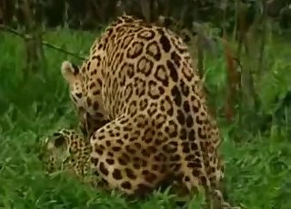 Lustful leopard looks real hot