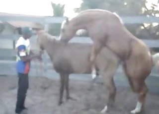 مهورتان عضلتان تحاولان جاهدتين ممارسة الجنس