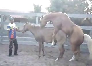 Two muscled ponies are trying hard to fuck