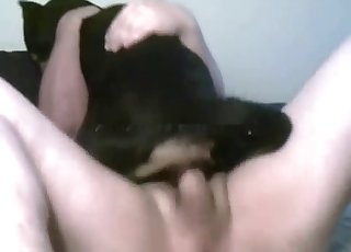 Screwing a small black dog in the bed