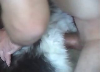 Dude fucks his dog's cunt with his cock